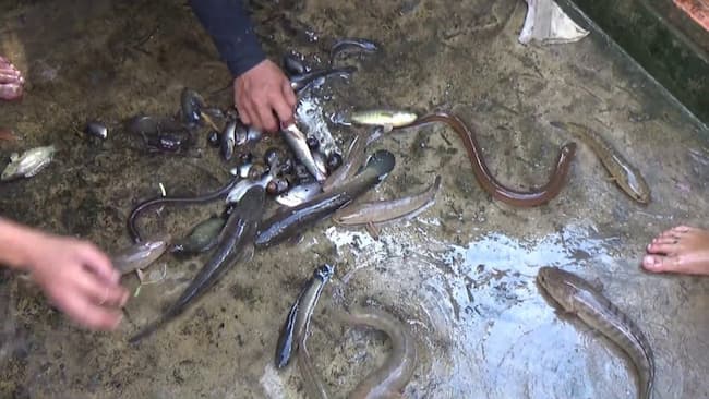 Sử dụng động vật là phương pháp dân gian thông tắc rất nhanh chóng